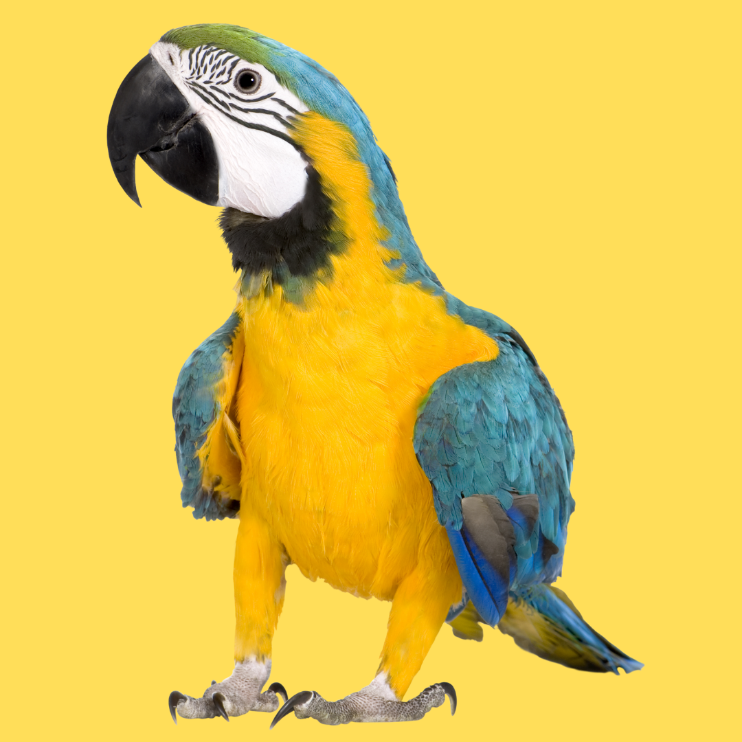 BIRD
