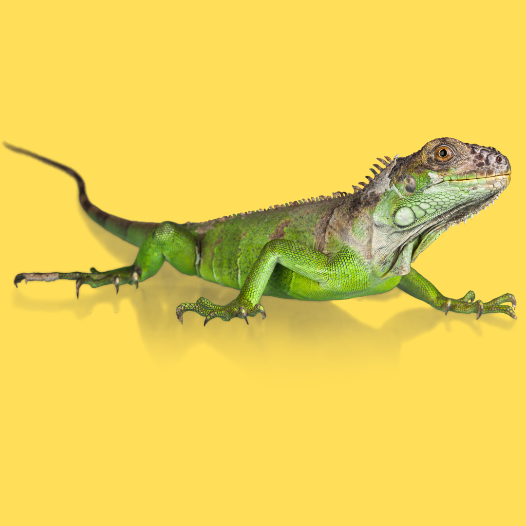 Reptiles