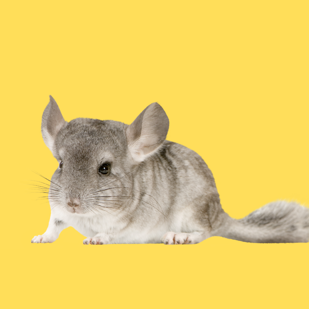 Rodent Pets
