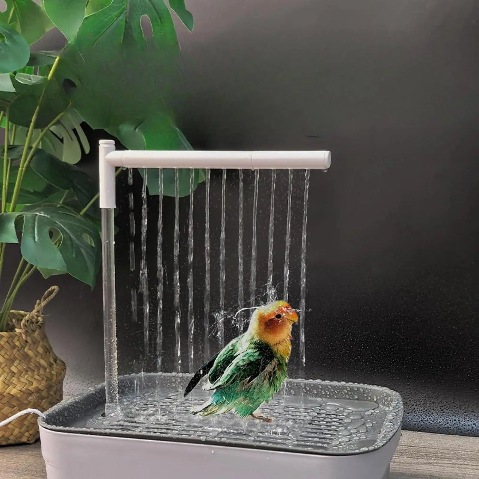 BirdySpa – Automatic Shower for Birds