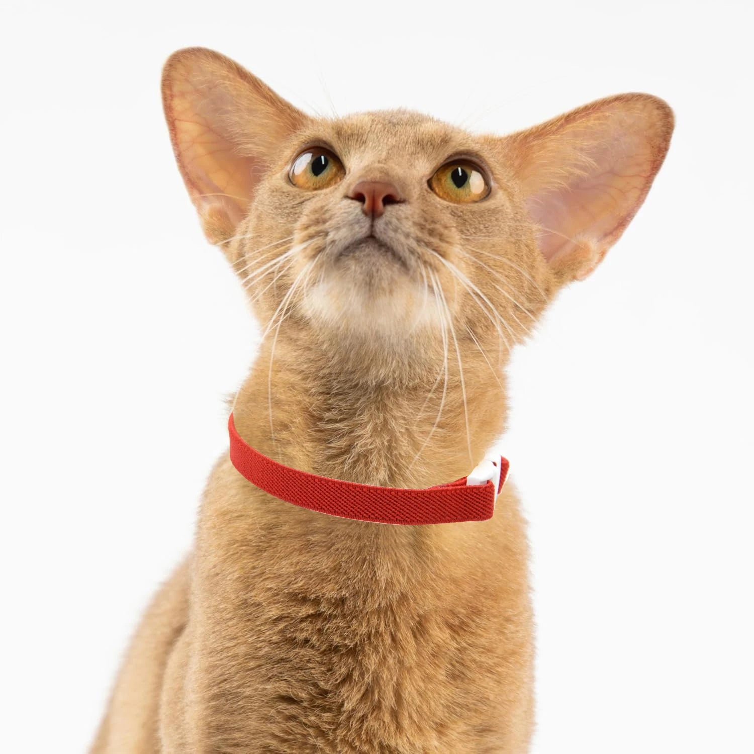 FlexiComfort Cat Collar